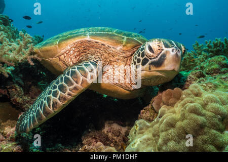 Grüne Schildkröte, (Chelonia mydas) Balicasag Island, Bohol, Philippinen Stockfoto