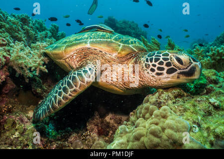 Grüne Schildkröte, (Chelonia mydas) Balicasag Island, Bohol, Philippinen Stockfoto