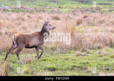 Ein einsamer Red Deer in einem Schottischen Wiese in einer Lichtung unter hohen Gräser gesehen. Stockfoto