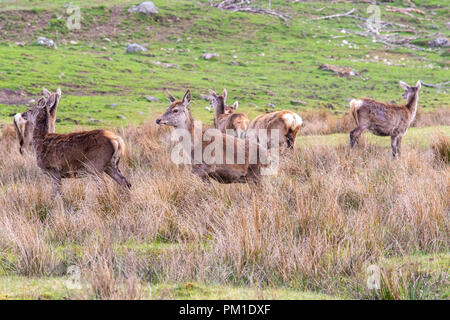 Eine Herde von Rotwild in einem Schottischen Wiese in einer Lichtung unter hohen Gräser gesehen. Stockfoto