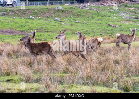 Eine Herde von Rotwild in einem Schottischen Wiese in einer Lichtung unter hohen Gräser gesehen. Stockfoto