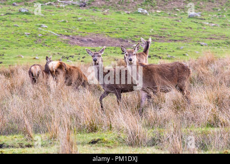 Eine Herde von Rotwild in einem Schottischen Wiese in einer Lichtung unter hohen Gräser gesehen. Stockfoto