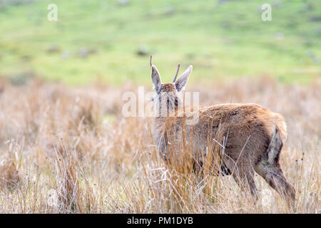 Ein einsamer Red Deer in einem Schottischen Wiese in einer Lichtung unter hohen Gräser gesehen. Stockfoto