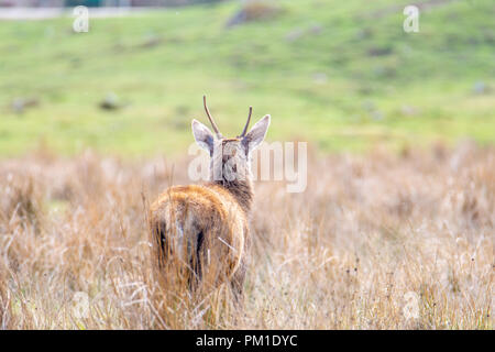 Ein einsamer Red Deer in einem Schottischen Wiese in einer Lichtung unter hohen Gräser gesehen. Stockfoto