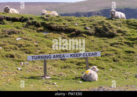 Schafe liegen neben einem Hinweisschild auf den Bereich drehen am Ende der Straße bei Hermanness auf der Insel. Unst, dem nördlichsten Straße in Großbritannien Stockfoto