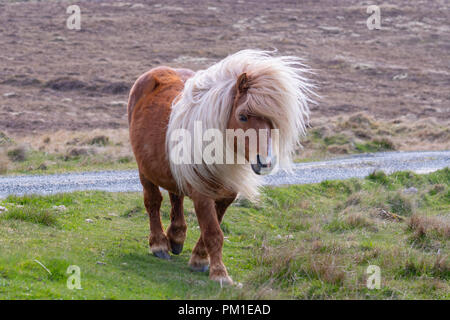 Ein einsamer Shetland Pony laufen auf Gras in der Nähe von einem singletrack Straße auf einem Schottischen Moor auf den Shetland Inseln Stockfoto