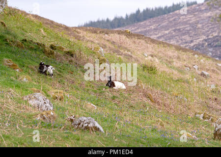 Zwei wilde Ziegen Schürfwunden auf dem Gras von Blue Bells in Schottland umgeben Stockfoto