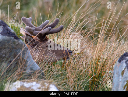 Der Kopf eines männlichen Rotwild in Schottland unter hohen Gras Stockfoto