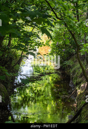 Ein Bügeleisen reichen Bach fließt langsam durch den Graben unter den Baumkronen und Wild, über gewachsen Banken als starker Sonneneinstrahlung in den Rahmen. Stockfoto