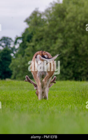 Eine Rückansicht eines Damwild wie Schürfwunden auf dem Gras auf der Wiese Stockfoto