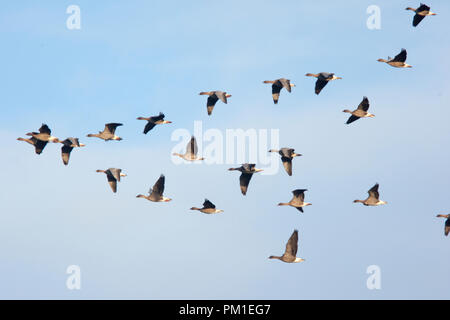 Herde von Rosa-Gänse im Flug, Norfolk, England, UK. Stockfoto