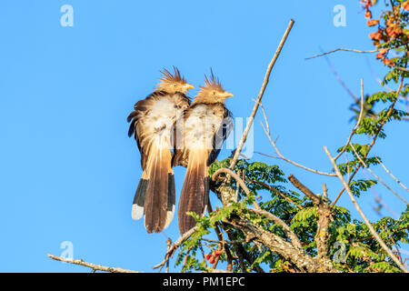 Paar der Brasilianischen Vögel auf dem Baum, Wissenschaftlicher Name Guira guira Stockfoto