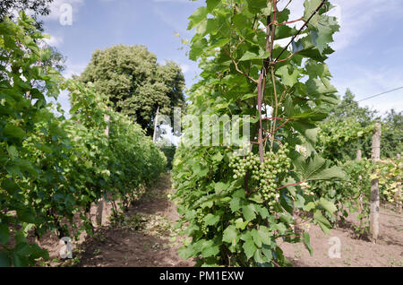 Landschaft im Weinberg im Sommer Stockfoto