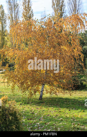 Einsame kleine Birke mit gelben Blätter an einem sonnigen Tag im Frühherbst Stockfoto