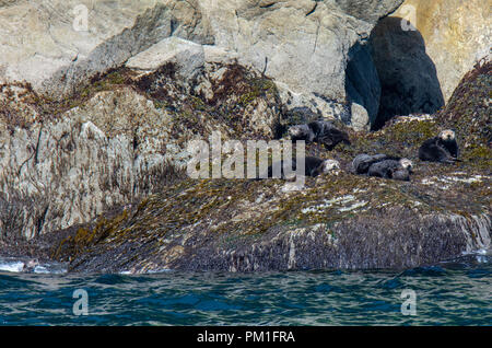 Eine Reihe von seeotter sich beim Liegen auf einem Bett von feuchten Kelp gerade über der blau-grüne Wasser des Ozeans. Stockfoto