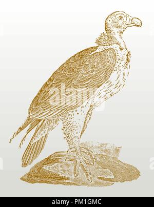Lappet-faced Geier oder nubian Vulture (torgos tracheliotos) sitzt auf einem Felsen. Abbildung: Nach einem historischer Stich aus dem 19. Jahrhundert Stock Vektor