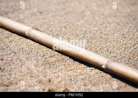 - Bis Zuckerrohr (Saccharum officinarum) am Strand Sand gewaschen Stockfoto