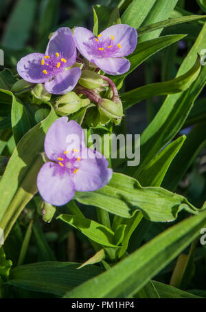 Tradescantia virginiana in einer Gruppe von drei Blüten und Knospen. Gegen den Hintergrund der Blätter. Stockfoto