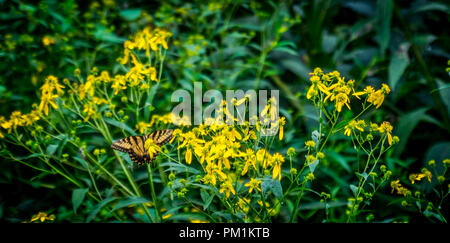 Tiger schlucken Schmetterling in einer Gruppe von gelben Blumen Stockfoto