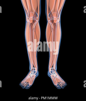 Menschlichen Beines Muskeln Anatomie Stockfoto