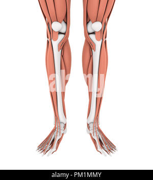 Menschlichen Beines Muskeln Anatomie Stockfoto