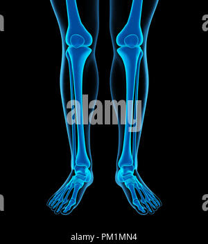 Die Beinknochen Anatomie Stockfoto
