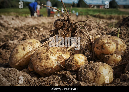 Getreide der neuen frisch gegraben Kartoffeln auf dem Boden und flache Tiefenschärfe Stockfoto
