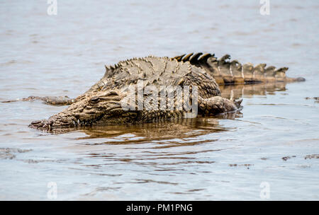 Ein Nilkrokodil ruhen im Wasser in Südafrika. Stockfoto
