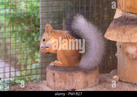 Eichhörnchen nagt Muttern sitzen auf einem Baumstumpf in einem Gehäuse Stockfoto