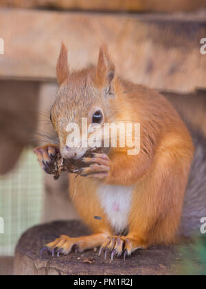 Eichhörnchen nagt Muttern sitzen auf einem Baumstumpf in einem Gehäuse Stockfoto