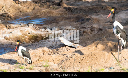 Zwei Sattel bill Störche in der Nähe von Wasser im Krüger National Park. Das ökologische System ist mit der Konstruktion in ihrer natürlichen Habita beschädigt Stockfoto