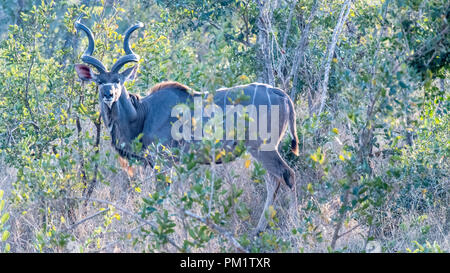 Kudu Stier mit großen Hörnern weiden im dicken Busch in den Kruger National Park Südafrika. Es ist dick Bush camouflage Stockfoto