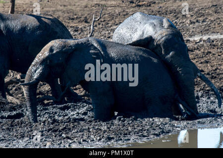 Drei Elefanten glücklich spielen rund um ein Loch nach dem mudbathing. Sie sind Knie tief im Schlamm. Das Bild der Stoßzähne in Schwarz und Weiß. Stockfoto