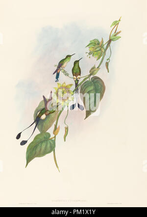 Spathura underwoodi (Weiß-footed Racket-Tail). Medium: Handcolorierte Lithographie. Museum: Nationalgalerie, Washington DC. Autor: John Gould und H. C. Richter. Stockfoto