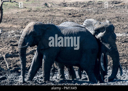 Drei Elefanten glücklich spielen rund um ein Loch nach dem mudbathing. Sie sind Knie tief im Schlamm. Das Bild der Stoßzähne in Schwarz und Weiß. Stockfoto