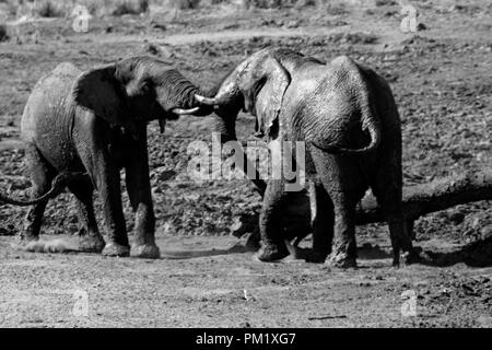 Schwarz und Weiß zwei Elefanten in freier Wildbahn in der Nähe von Wasser und spielen um eine abgeflachte Baumstamm. Stockfoto