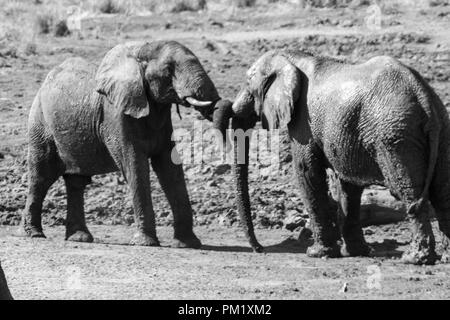 Schwarz und Weiß zwei Elefanten in freier Wildbahn in der Nähe von Wasser und spielen um eine abgeflachte Baumstamm. Stockfoto