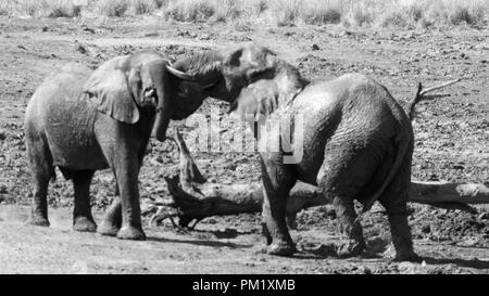 Schwarz und Weiß zwei Elefanten in freier Wildbahn in der Nähe von Wasser und spielen um eine abgeflachte Baumstamm. Stockfoto