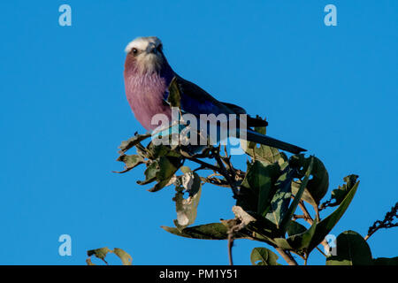 Lilac breasted Roller auf Baum mit grünen Blättern in der Natur in den Krüger National Park, Südafrika thront. Es sitzt auf Zweig Stockfoto