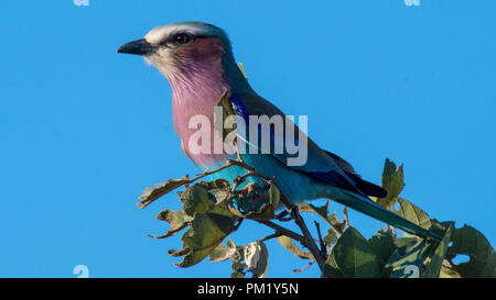 Lilac breasted Roller auf Baum mit grünen Blättern in der Natur in den Krüger National Park, Südafrika thront. Es sitzt auf Zweig Stockfoto