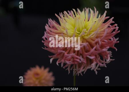 Ein Alfred Grille Dahlia an der Dahlie in Eugene, Oregon, USA. Stockfoto