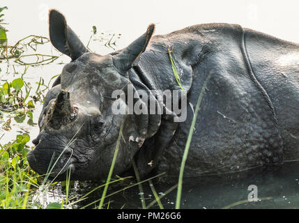 Indische rhinoceros Rhinoceros unicornis oder one-horned Rhinoceros, Great Indian Rhino in einem Sumpf. Wildlife Fotografie in Asien Stockfoto