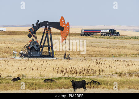 Williston, North Dakota, USA. 8. Sep 2018. Rinder weiden wie Ölfeld Pumpe Buchsen, die Ressource Energie Erdöl aus einem Brunnen in der Bakken Formation, nördlich von Williston, North Dakota. Im Hintergrund eine Ebenen tanker LKW-Transporte eine Last von Rohöl nach Norden entlang Highway US 85. Credit: bayne Stanley/ZUMA Draht/Alamy leben Nachrichten Stockfoto