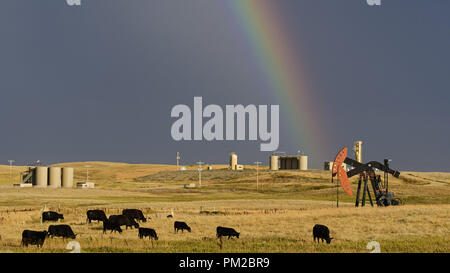 Williston, North Dakota, USA. 8. Sep 2018. Nach einem Sommer regen Sturm einen Regenbogen hinter Rinder grasen in einem Feld erscheint neben zwei Ölfeld Pumpe Buchsen Zeichnung von Erdöl aus einem Brunnen in der Bakken Formation, nördlich von Williston, North Dakota. Die Pumpe Buchsen gehören zu Ressource Energie. Credit: bayne Stanley/ZUMA Draht/Alamy leben Nachrichten Stockfoto