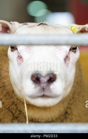 Royal Welsh Showground, Builth Wells, Powys, Wales - Montag, den 17. September 2018 - ein Texel Cross ram schaut auf, als er den Beginn der Auktion auf der 40. jährlichen Nationalen Schafe Association Wales und Grenze Ram Umsatz erwartet - Über 5.000 Widder Heute um dieses NSA Veranstaltung versteigert werden. Foto Steven Mai/Alamy leben Nachrichten Stockfoto