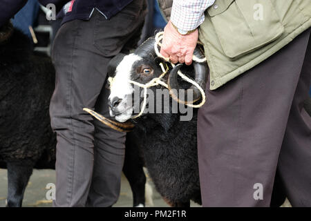 Royal Welsh Showground, Builth Wells, Powys, Wales - Montag, den 17. September 2018 - Eine schwarze Balwen gehörnten Ram und Handler auf der 40. jährlichen Nationalen Schafe Association Wales und Grenze Ram-Vertrieb - Über 5.000 Widder wird heute an diesem NSA Veranstaltung versteigert werden. Foto Steven Mai/Alamy leben Nachrichten Stockfoto