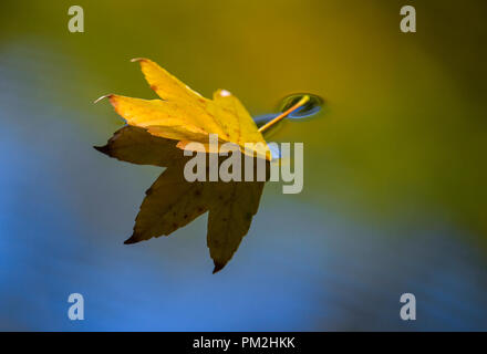 17. September 2018, Brandenburg, Straupitz: herbstlicher Blätter schwimmen auf einem Fluß in den Spreewald. Foto: Patrick Pleul/dpa-Zentralbild/ZB Stockfoto