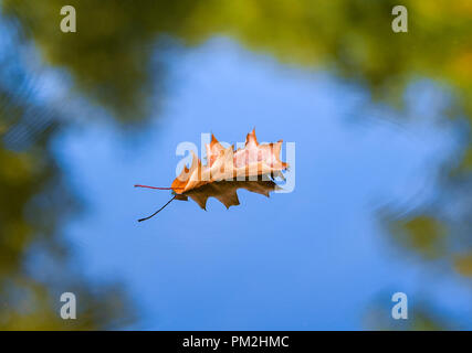 17. September 2018, Brandenburg, Straupitz: herbstlicher Blätter schwimmen auf einem Fluß in den Spreewald. Foto: Patrick Pleul/dpa-Zentralbild/ZB Stockfoto