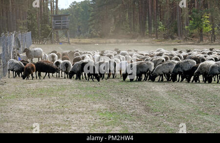 17. September 2018, Niedersachsen Faßberg: eine Herde Schafe auf einer Weide in der Lüneburger Heide. Foto: Holger Hollemann/dpa Stockfoto