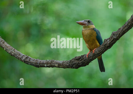 Stork-billed Kingfisher Vogel (Halcyon capensis) das Hocken auf dem Zweig Stockfoto